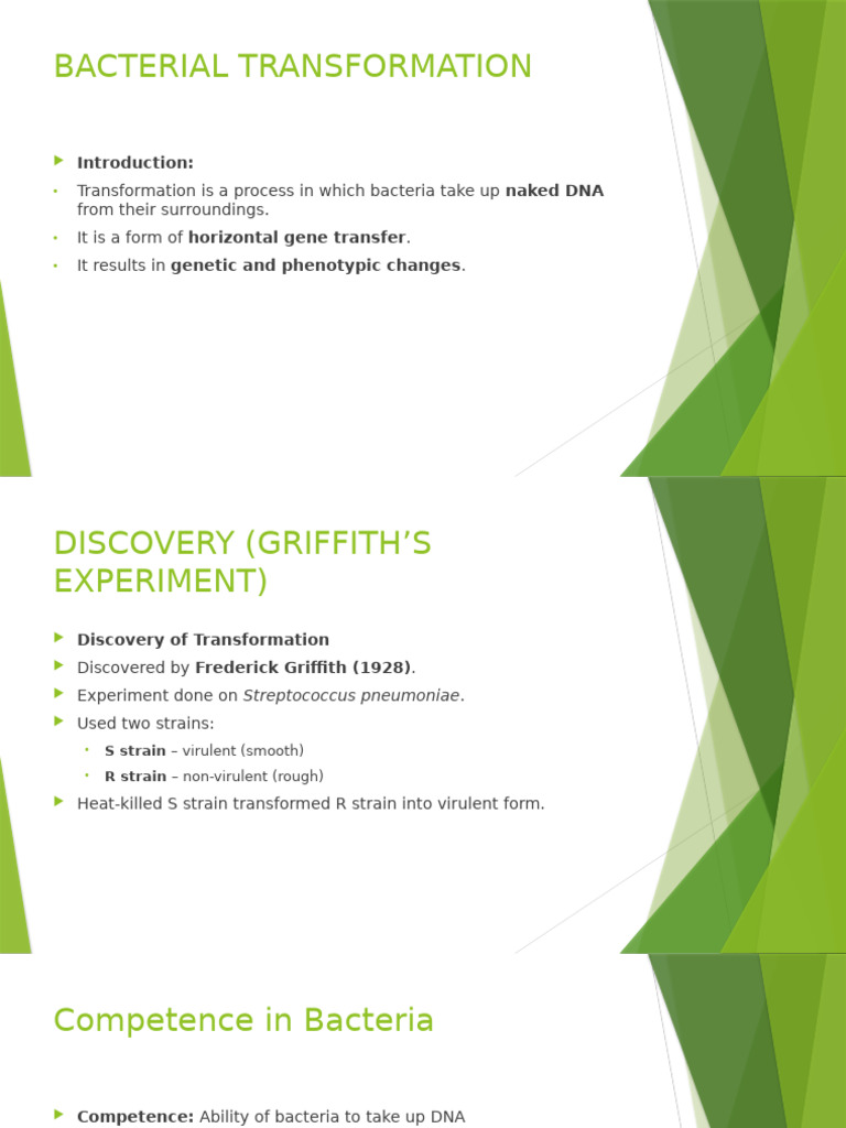 Bacterial Transformation | PDF