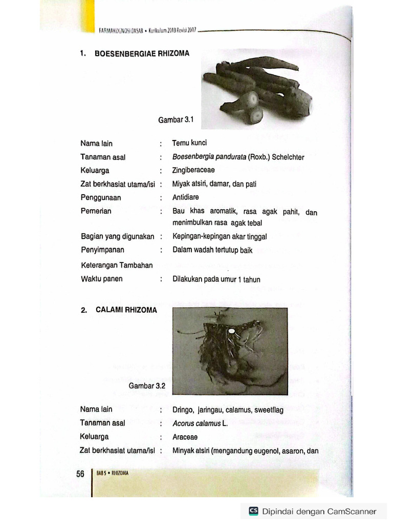 Rhizoma | PDF