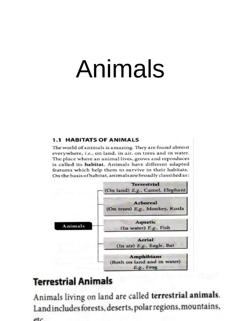 Animals | PDF
