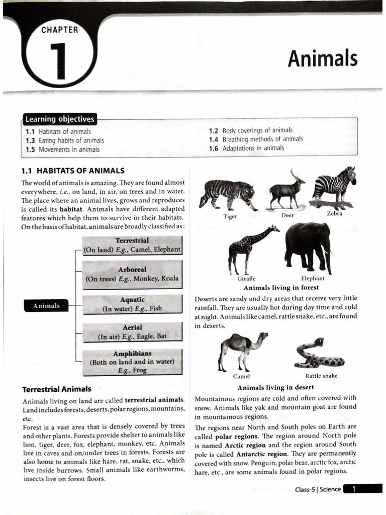 Animals | PDF