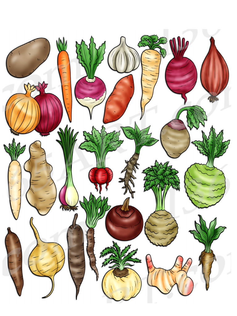 Root Vegetables | PDF