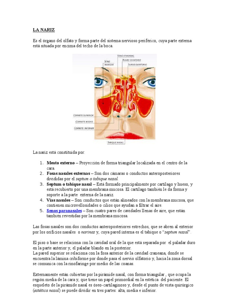 Anatomía y Funciones de la Nariz | PDF | Cabeza y cuello humanos ...