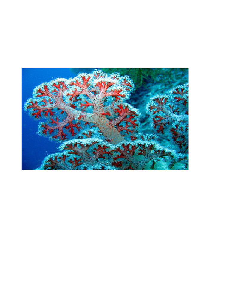 Coral Reef Ecosystem Overview | PDF | Coral Reef | Coral