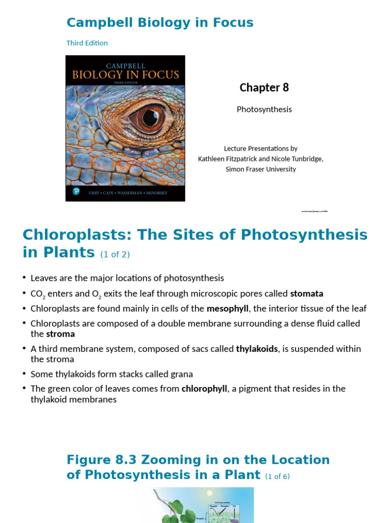 Photosynthesis: Chloroplasts and Processes | PDF | Photosynthesis ...