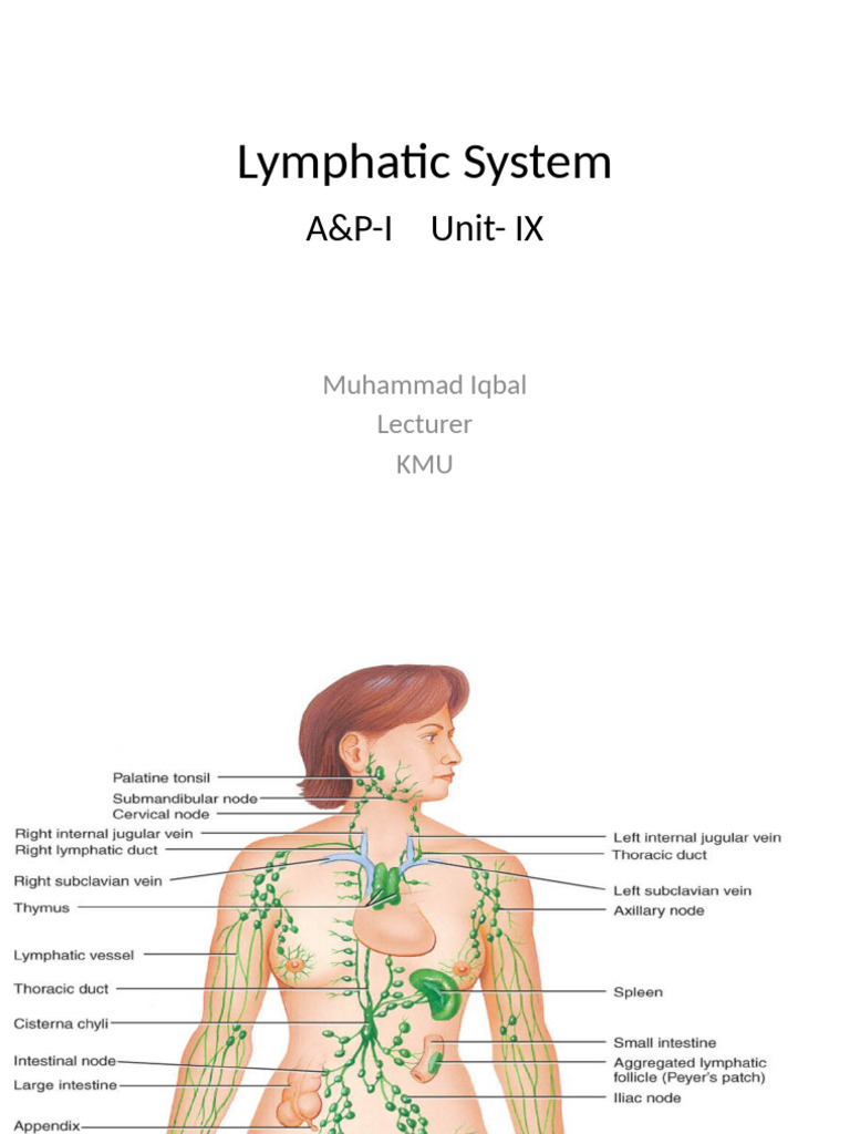 Overview of the Lymphatic System | PDF | Lymphatic System | Lymph