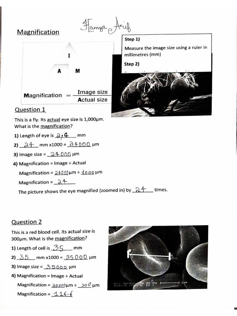 Magnification Assignment | PDF