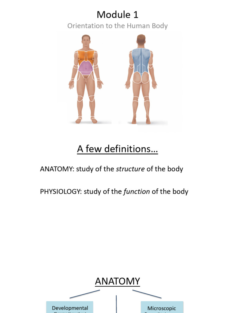 Human Body Anatomy and Terminology Guide | PDF | Anatomical Terms Of ...
