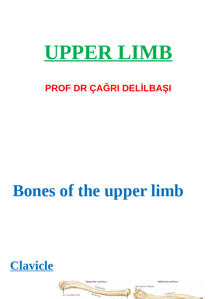 Upper Limb Anatomy | PDF | Anatomical Terms Of Motion | Elbow