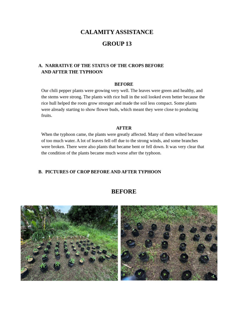 Calamity Assistance | PDF | Plants | Rice