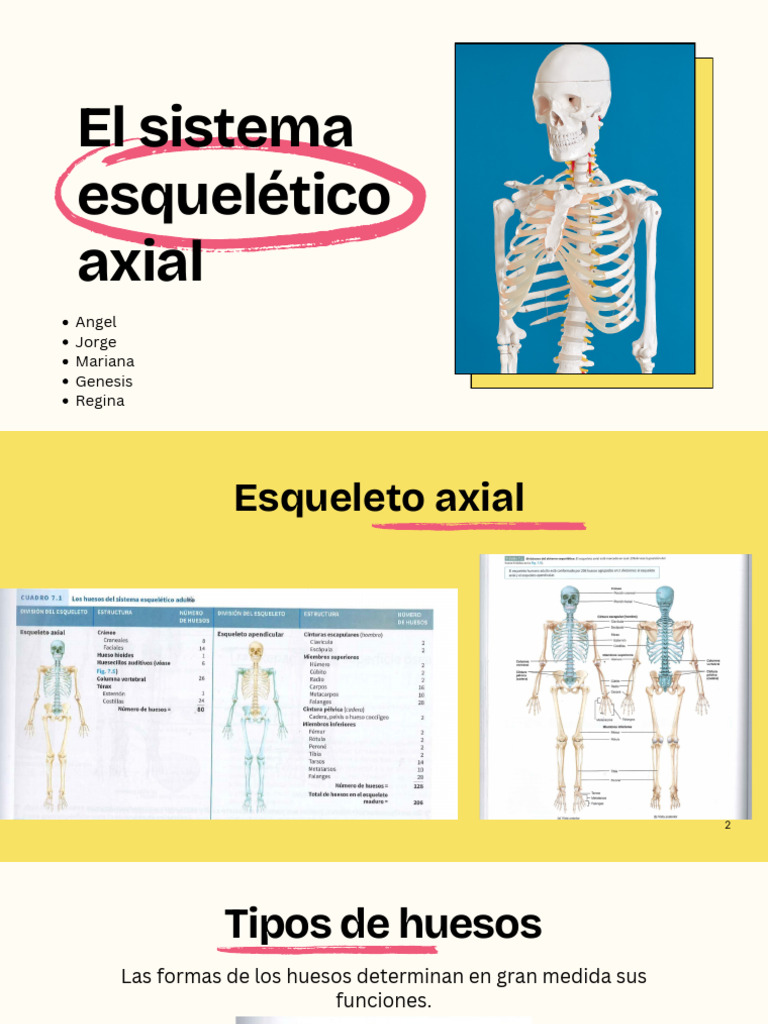 Anatomía del Esqueleto Axial y Facial | PDF | Cráneo | Vértebra