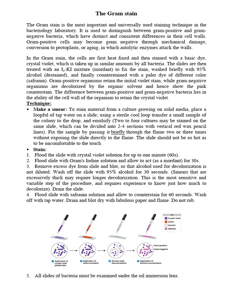 Understanding the Gram Stain Technique | PDF