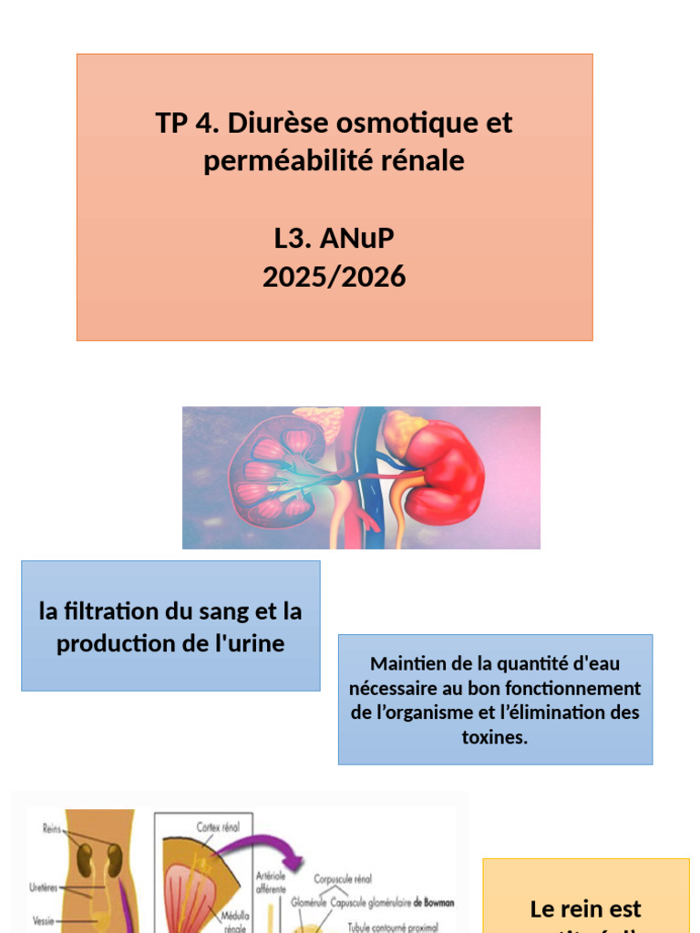 Diurèse osmotique et néphron : étude expérimentale | PDF | Système ...