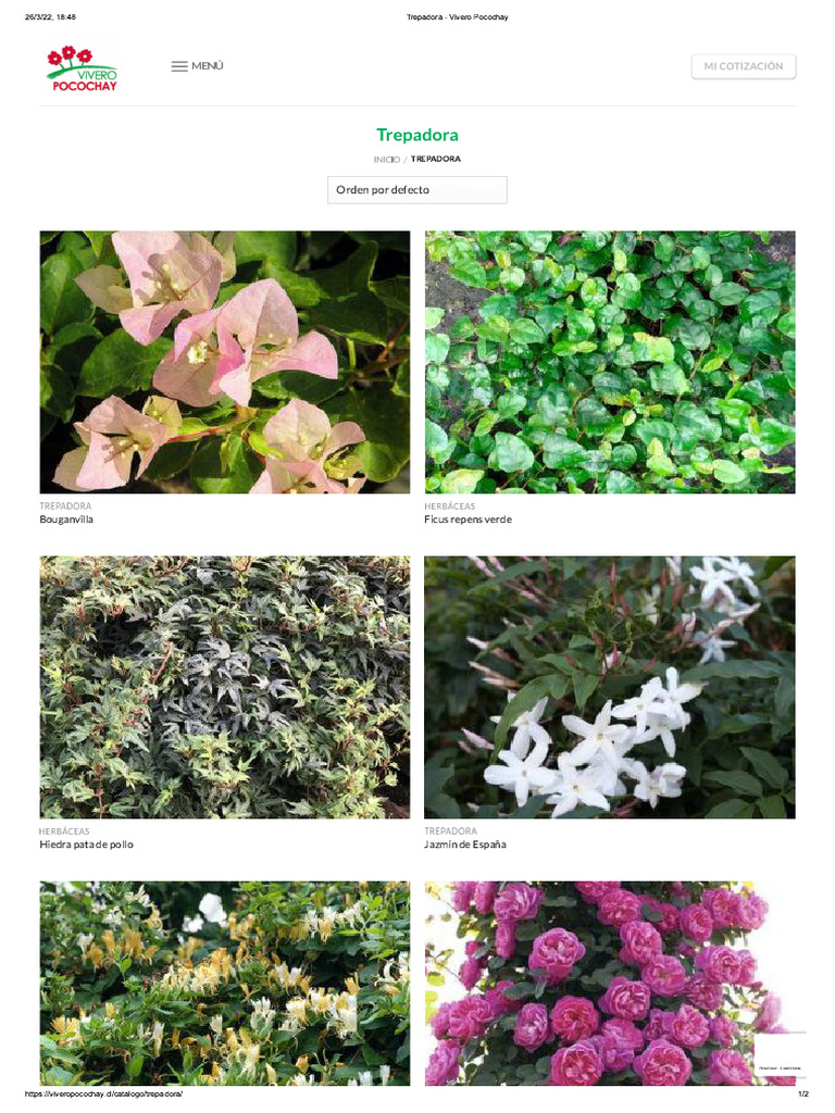 Trepadora - Vivero Pocochay | PDF