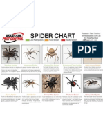 Spider Chart