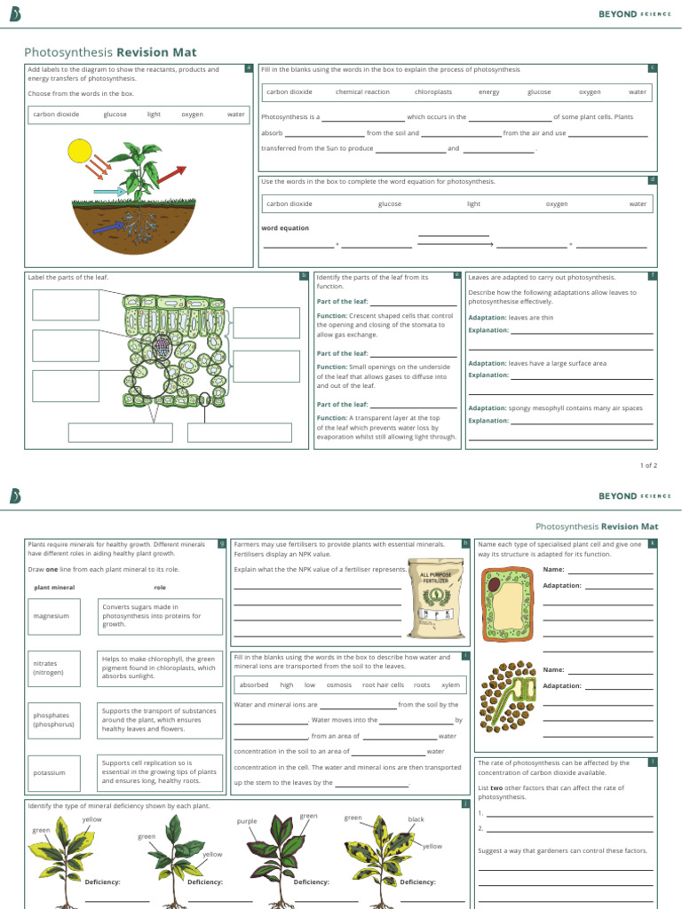Photosynthesis and Leaf Adaptations Guide | PDF | Photosynthesis | Leaf