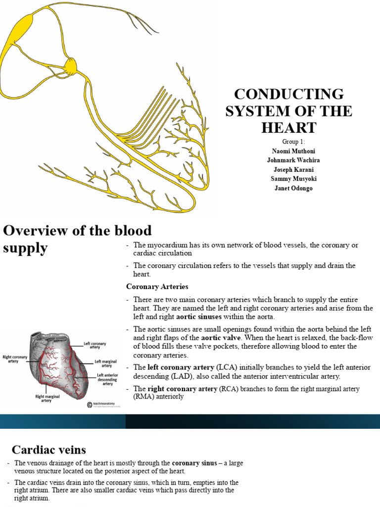 Conducting System of the Heart | PDF | Coronary Circulation | Heart