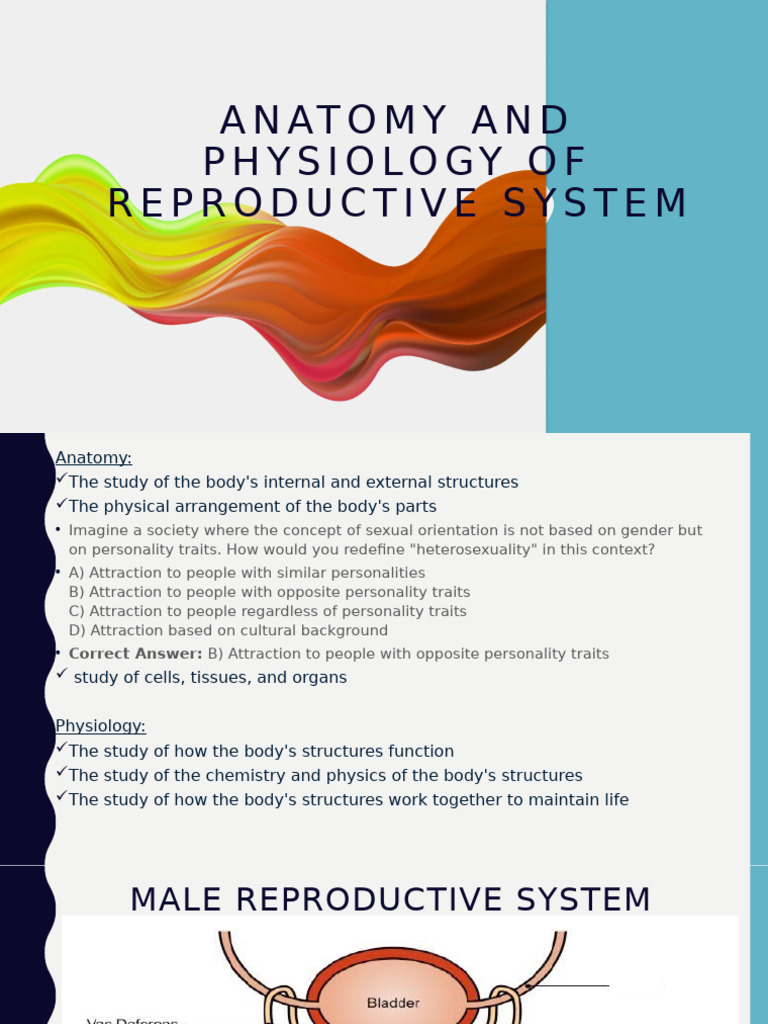 Reproductive System | PDF | Menstrual Cycle | Testicle