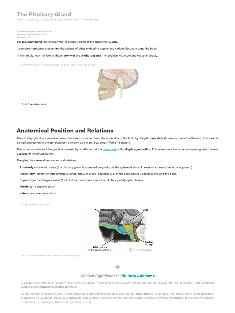 The Pituitary Gland - Structure - Vasculature - TeachMeAnatomy | PDF ...
