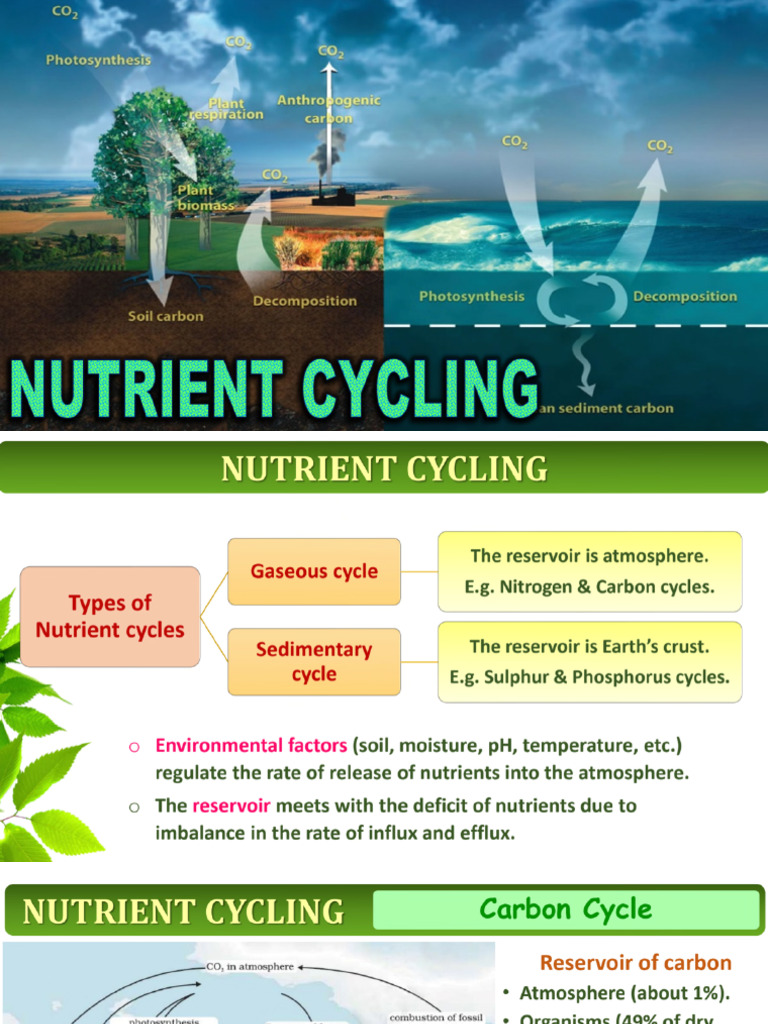 Nutrient Cycle | PDF