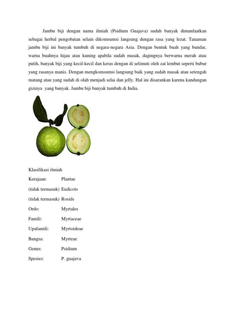 Jambu Biji Dengan Nama Ilmiah
