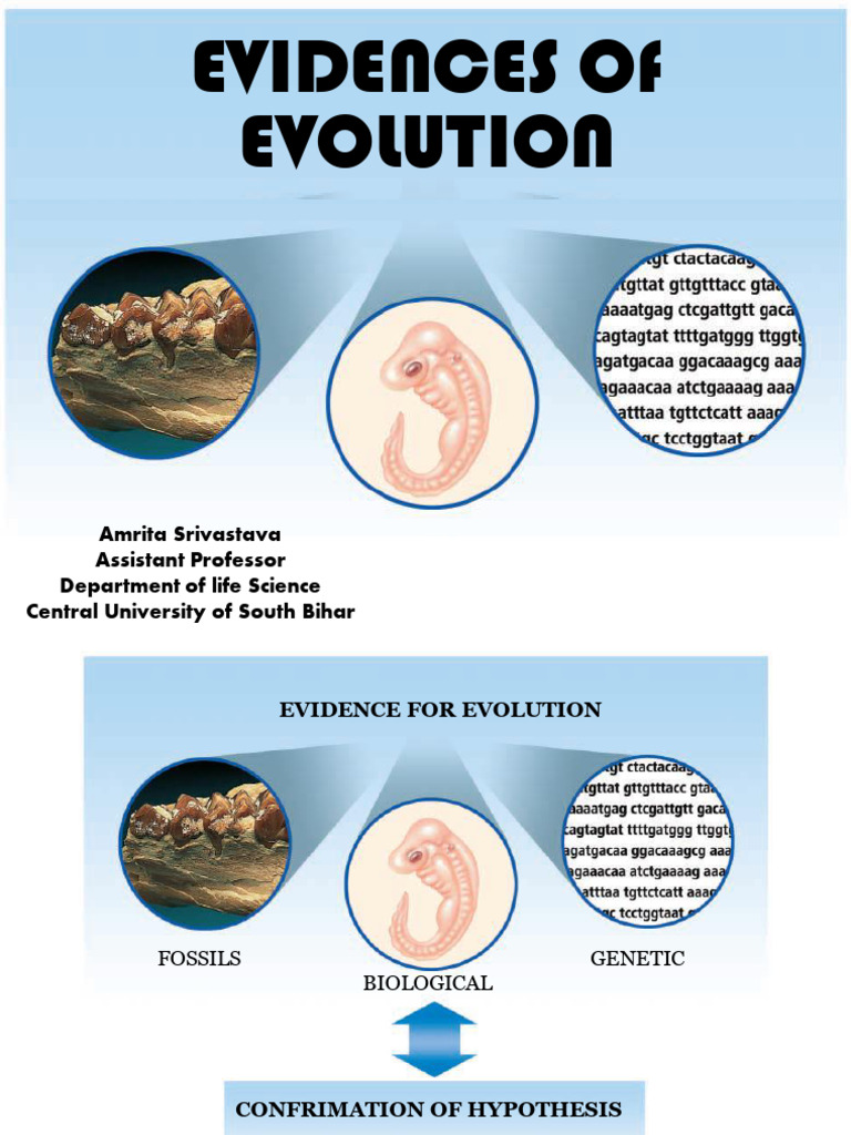Evidence of Evolution: Fossils & Genetics | PDF | Evolution | Species