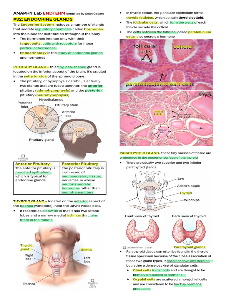 Overview of Endocrine Glands and Blood | PDF | Lymphatic System | Kidney