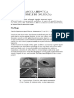 Fasciola Hepatica