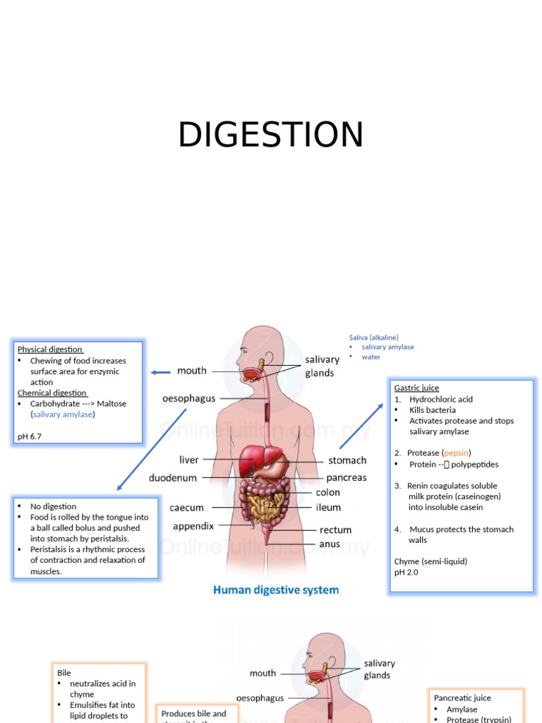 Understanding Human Digestion Process | PDF