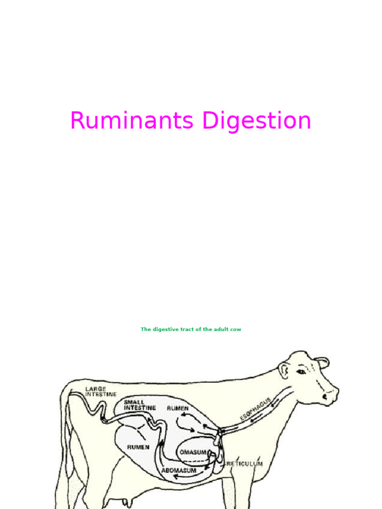 Ruminant and Poultry Digestion Overview | PDF