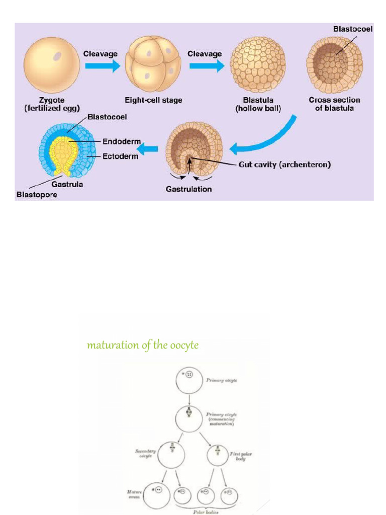 Embryogenesis Final | PDF | Embryo | Anatomy