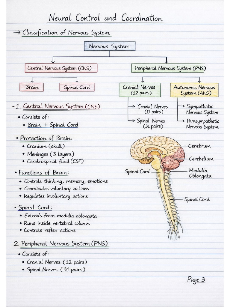 Neural Control and Coordination | PDF
