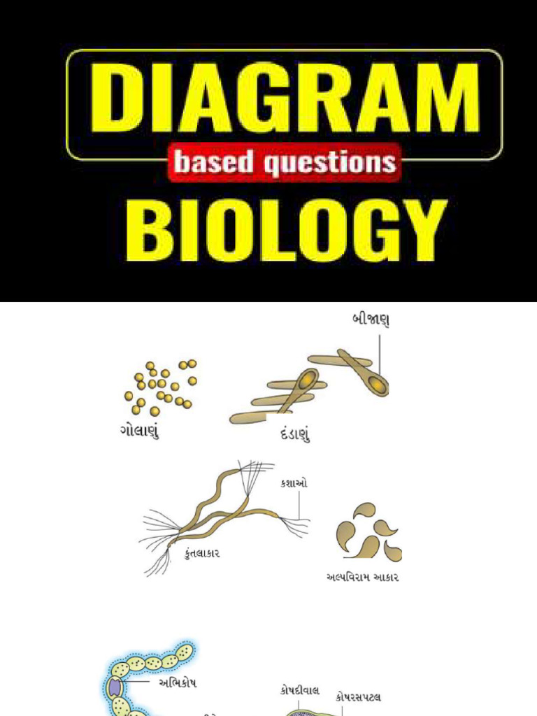 11th Biology All Diagram | PDF