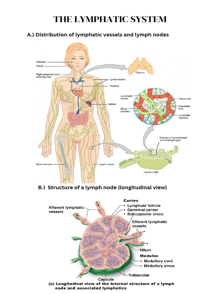 Lymphatic System | PDF