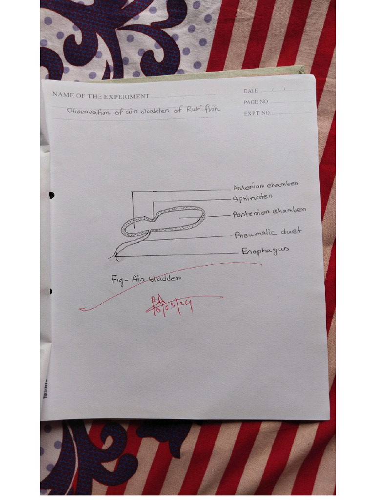 Bio Practical 2nd Paper | PDF