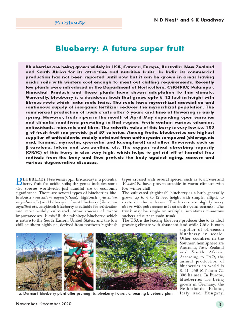 01+Blueberry a+Future+Super+Fruit | PDF | Blueberry | Berry