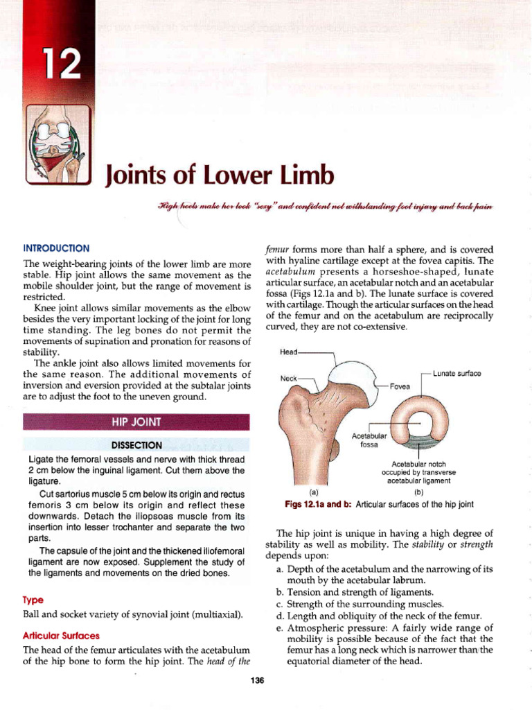 Anatomy and Dissection of the Hip Joint | PDF | Knee | Hip