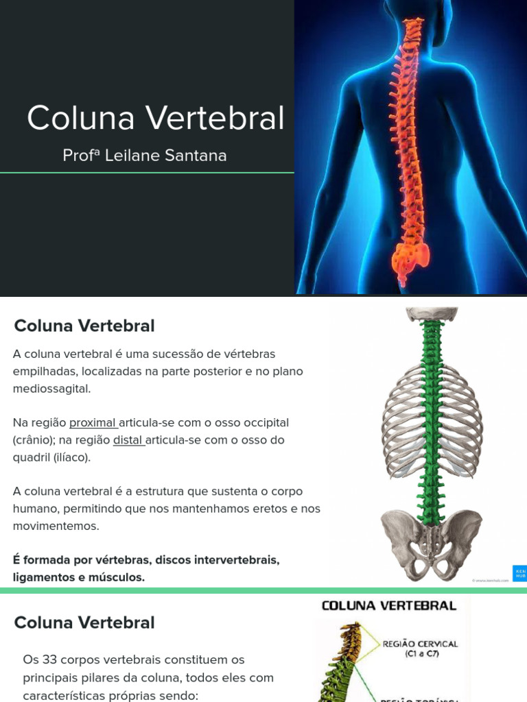 Estrutura e Funções da Coluna Vertebral | PDF | Vértebra | Anatomia humana