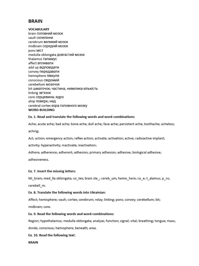 Brain Anatomy and Functions Explained | PDF | Brainstem | Brain