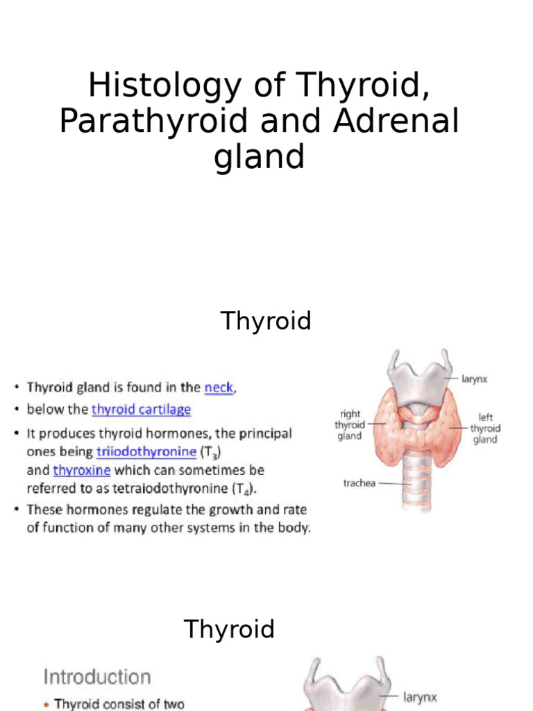 Histology of Thyroid, Parathyroid and Adrenal Gland | PDF