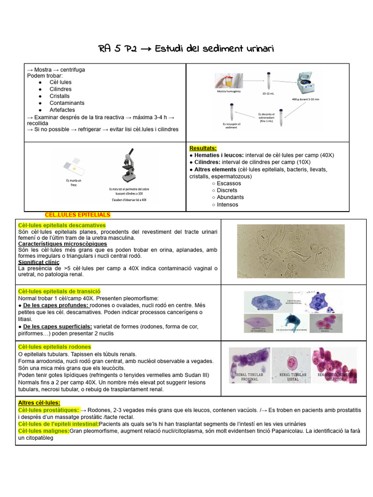 Apunts NET - 2 Anàlisis | PDF