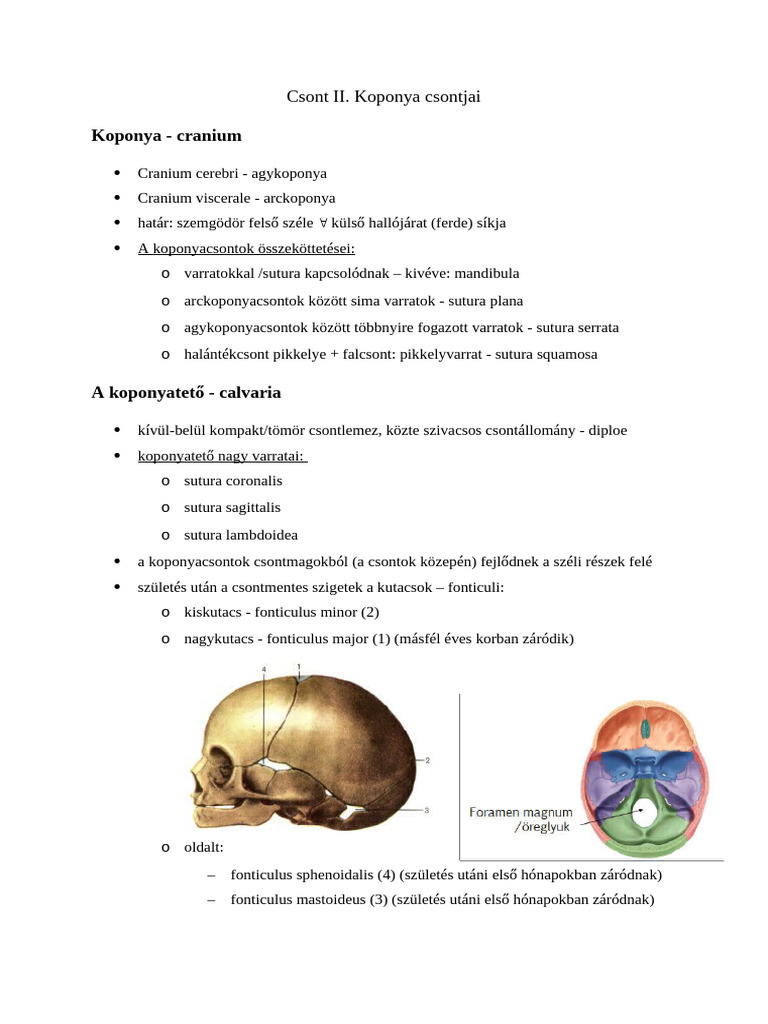 II. Csont, Koponya Csontjai | PDF