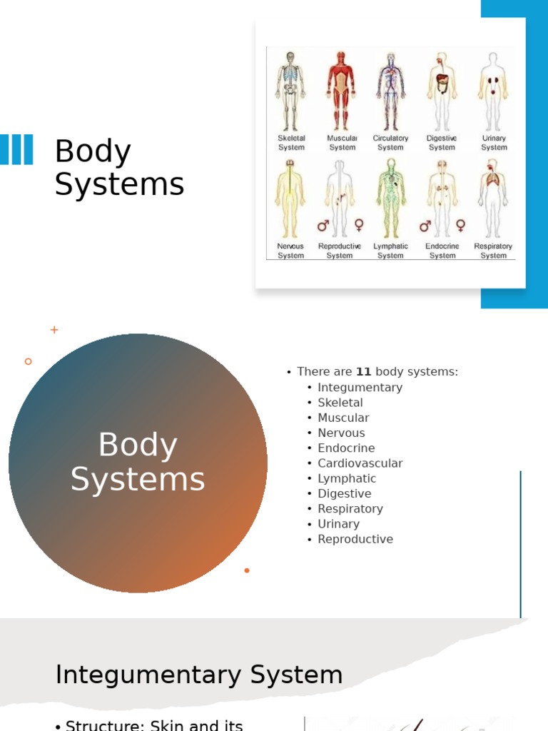 Body Systems | PDF | Human Body | Endocrine System