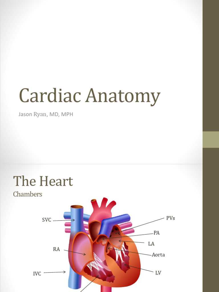Comprehensive Guide to Cardiac Anatomy | PDF | Blood Pressure | Heart