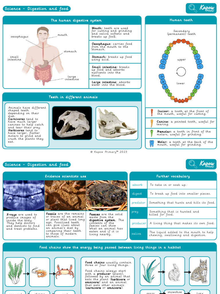 Science Year 4 Knowledge Organiser Digestion and Food 1.370134130 | PDF ...