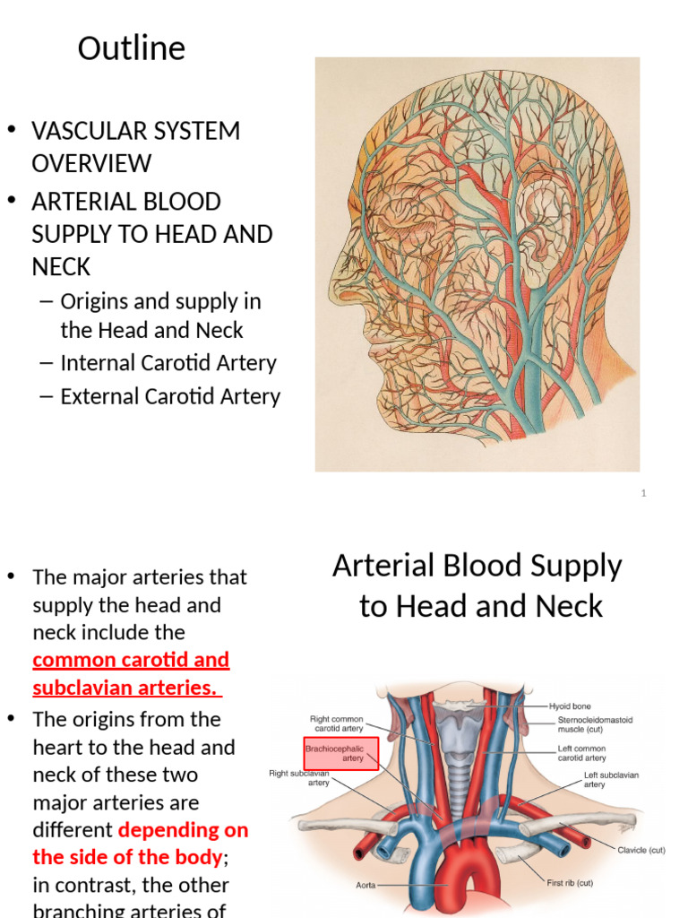 Arterial Blood Supply to Head and Neck | PDF | Common Carotid Artery | Neck