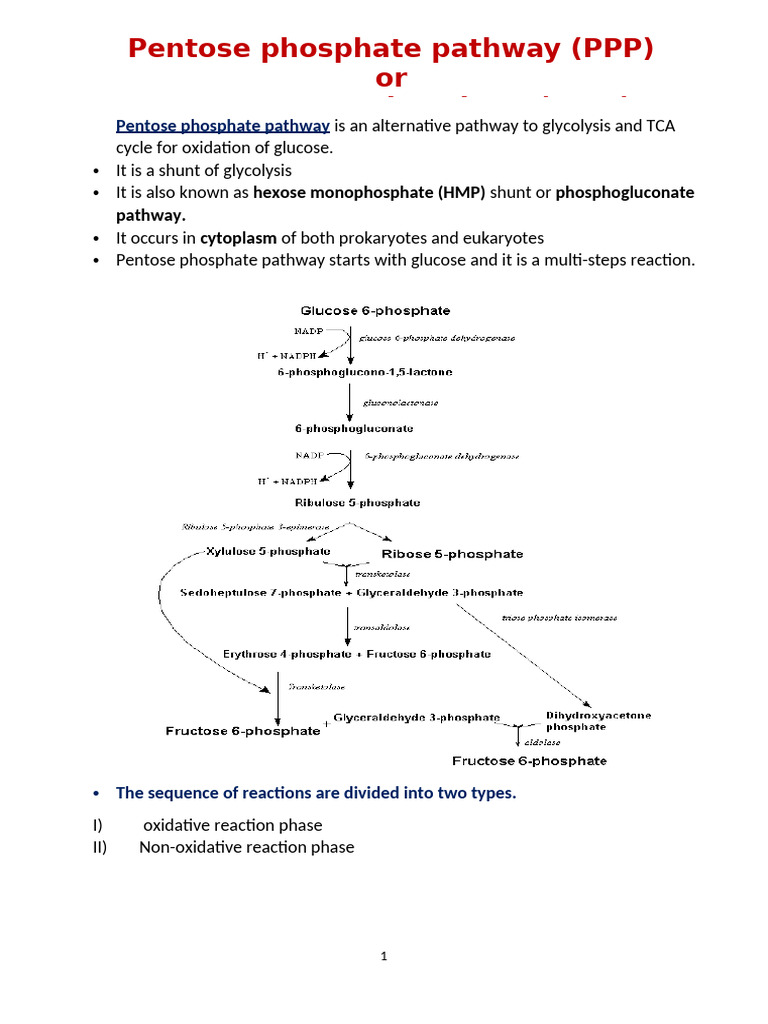 Pentose Phosphate Pathway Overview | PDF | Nicotinamide Adenine ...