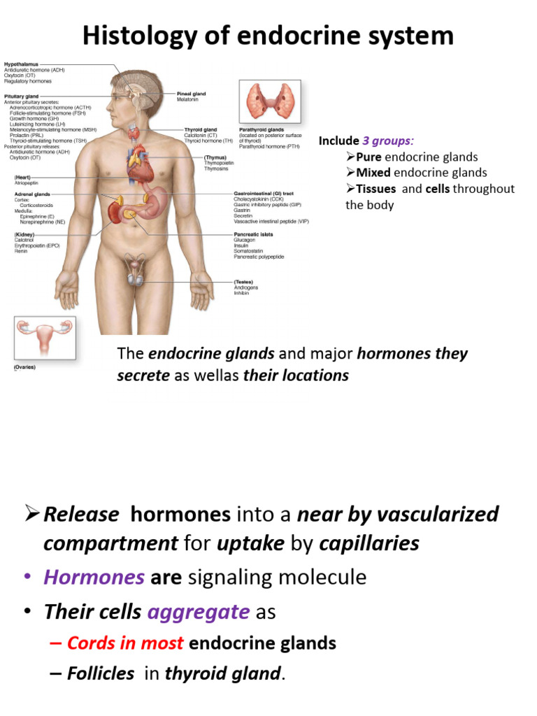 Endocrine System Histology Overview | PDF | Adrenal Gland | Thyroid