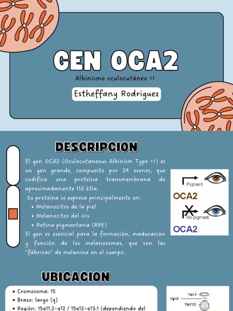 Gen Oca2 | PDF