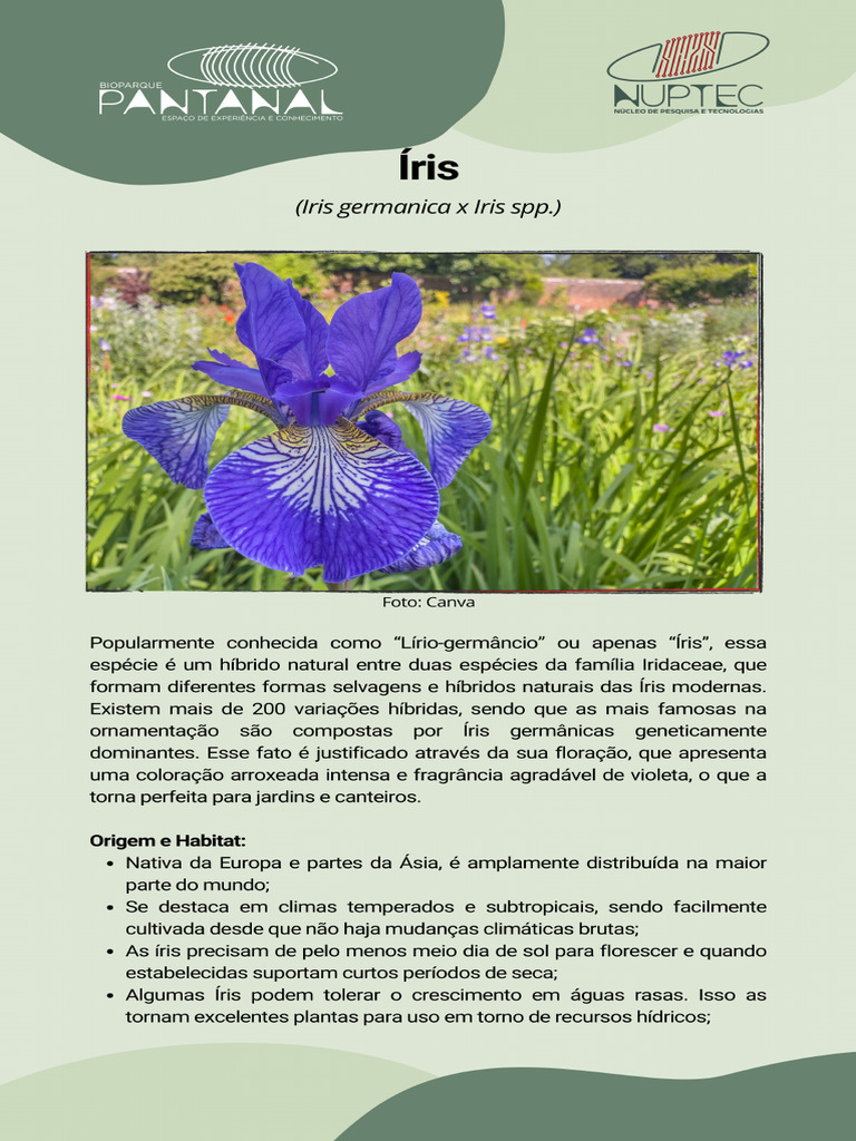Iris | PDF