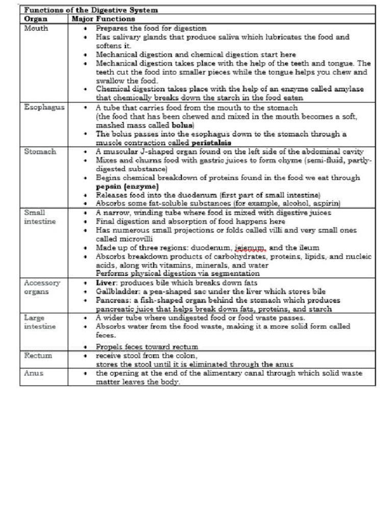Functions of Digestive System | PDF